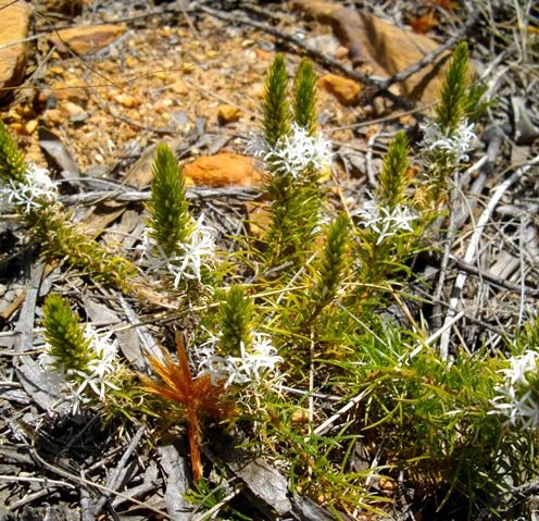 Merciera leptoloba new stem-tip growth